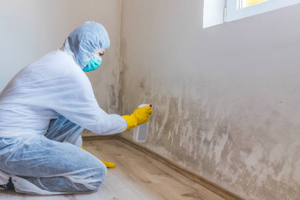 Licensed Commercial Mold Remediation service in Riverside, IL - WQB Mold Removal